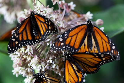 Summer Film Series: "Disneynature: Wings of Life"