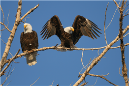 Piedmont Wildlife @ Southwest