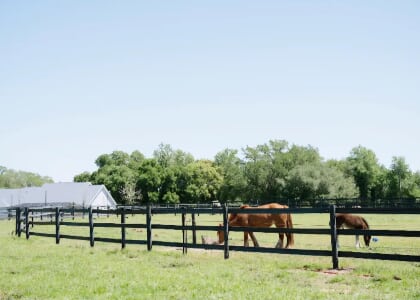 Summer Pony Club at Mill Pond Estate