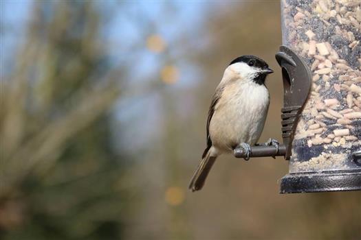 Project Feederwatch Wbdt Tv Calendar