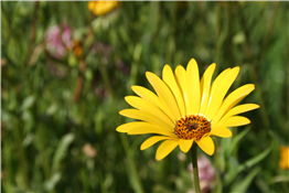 Sunflower Festival