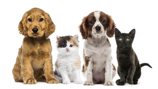 Hurricane Season Pet Preparedness Event