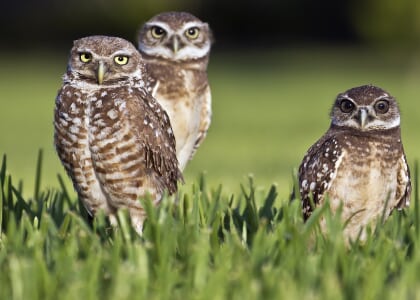 Profs & Pints Northern Virginia: Owl Wisdom