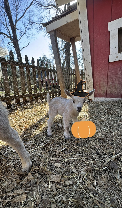 Goat Yoga Nashville- Halloween Spooktacular