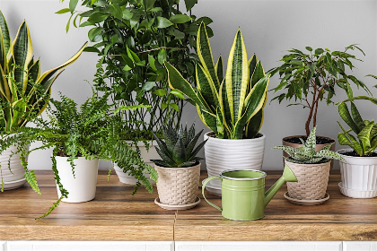 Indoor Jungle: Houseplant 101 Workshop