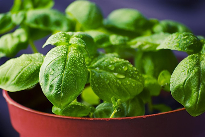 Think Green Thursday: Herbs