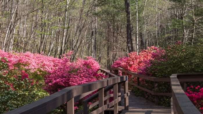 Spring Blooms: Happy Hollow