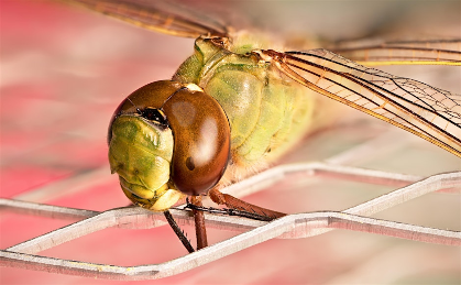 Entomology and Arthropod Lab