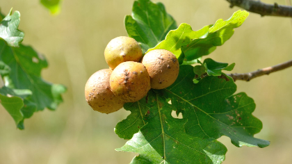 Naturalist Walk and Talk - Galls