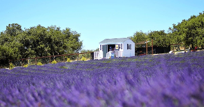Santa Rita Hills Lavender Festival