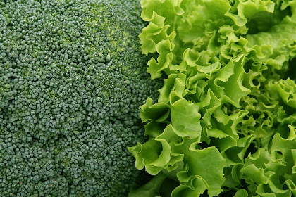 Fall Vegetable Gardening