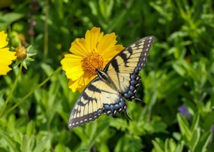 Pollinator Exploration at Lauritzen Gardens and Omaha's Henry Doorly Zoo