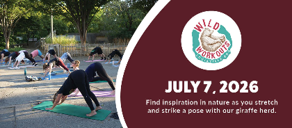 Wild Workout: Pilates (Giraffe)