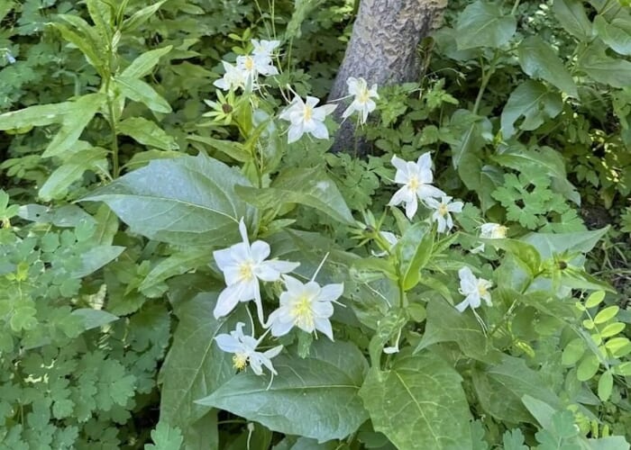 Wildflower Walk on the 910 Ranch