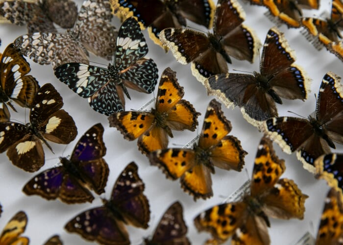 Introduction to Butterfly Pinning Workshop