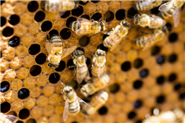 Maumee Valley Beekeepers Monthly Meeting