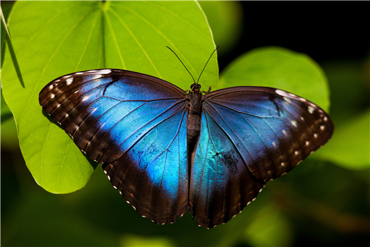 Butterfly Garden Exploration: Butterflies