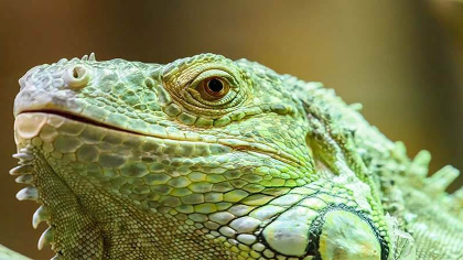 Reptile Day