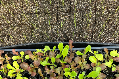 Seed Starting Workshop