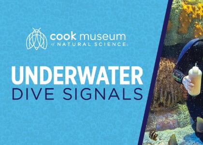 Underwater Dive Signals
