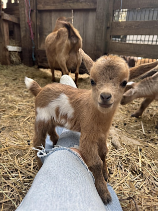 Goat Yoga Nashville- July Jubilee