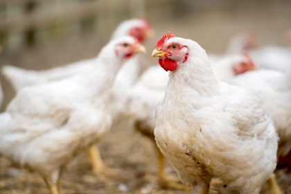 Poultry Processing Workshop