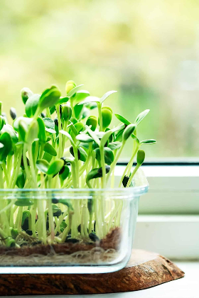 Sip & Sprout