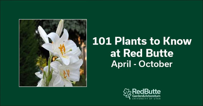 101 Plants to Know at Red Butte - Class Series
