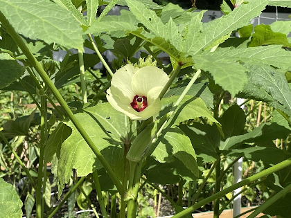 Summer Vegetables