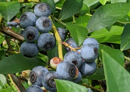 U Pick Bleuberries