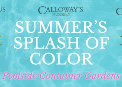 Summer’s Splash of Color: Poolside Container Gardens