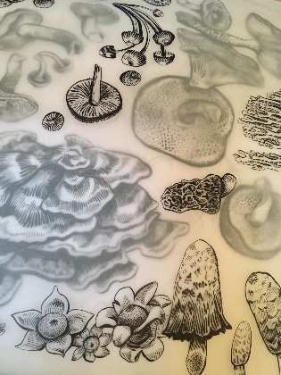Ink Drawing for Beginners: Fungi