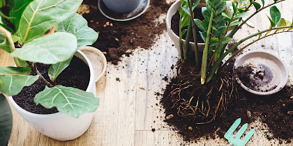 Houseplant Potting 101