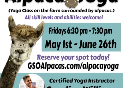Alpaca Yoga