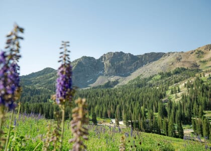 Wildflower Wine Dinner with Terrestoria