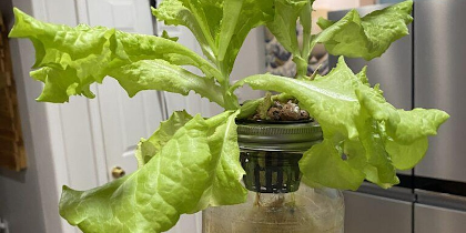 Intro to Indoor Growing and Hydroponics in Carrboro