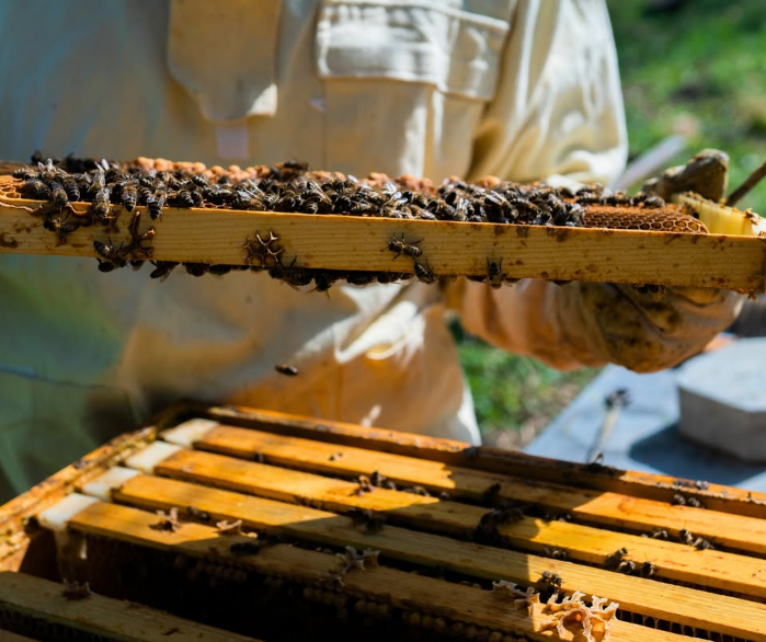 Beehive Dive & Honey Tasting Experience