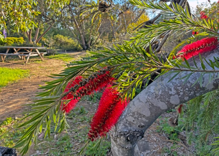 Community Day at the UCSC Arboretum