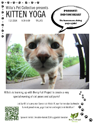 Kitten Yoga!