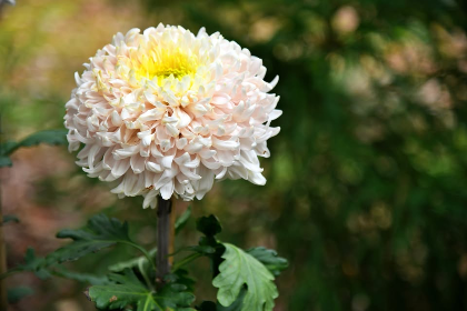 A Festival of Fabulous Mums
