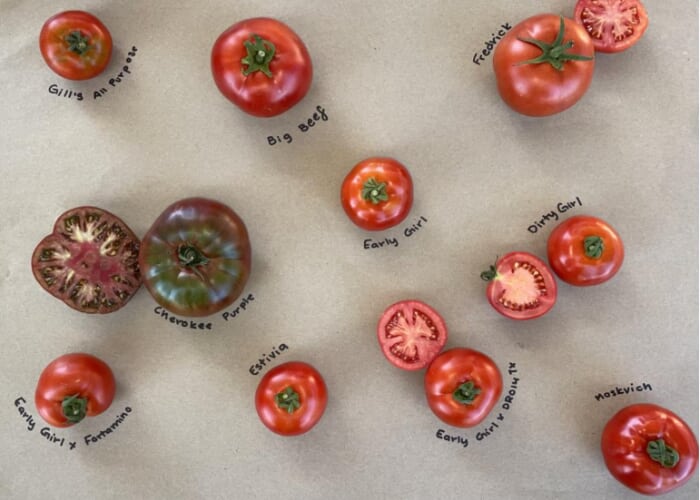 Dry Farm Tomato Field Day