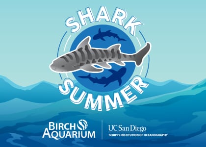 Shark Summer at Birch Aquarium