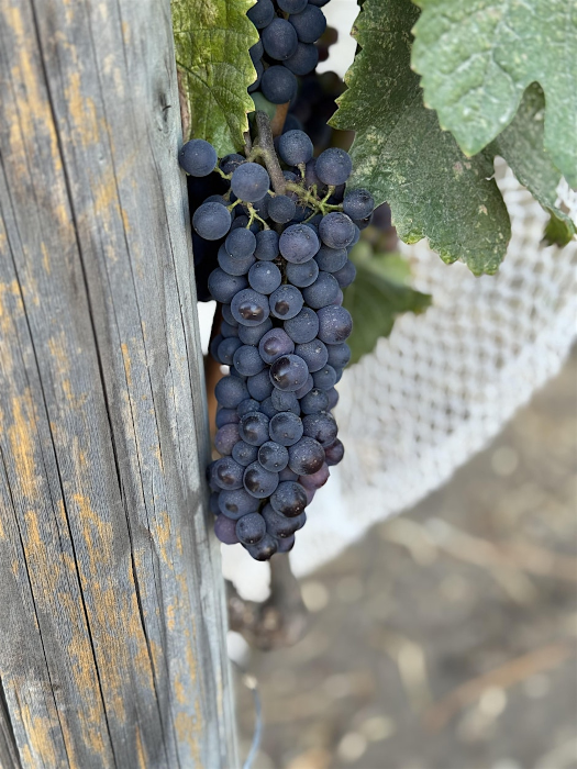Harvest Vine and Wine Walk with French Worker's Lunch
