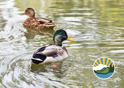 Birding Walk