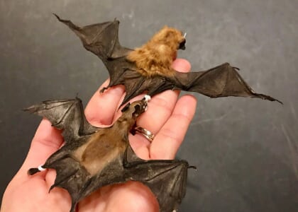 Wonderfully Weird Wednesdays: Flying with Fangs!