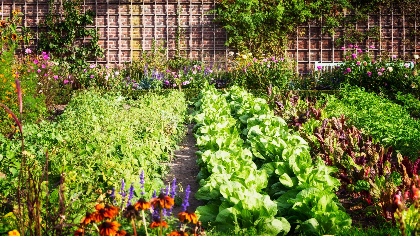Gardening with an Ecological Mindset