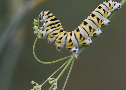 Wonderfully Weird Wednesdays: Creepy Crawlies