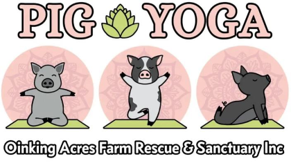 Pig Yoga