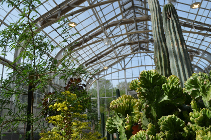 Desert Biomes in the Conservatory