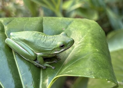 Building a Garden that Benefits Wildlife